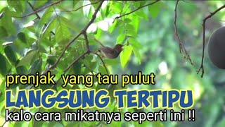Download lagu Pranking a Prenjak Bird That Knows Sticky Rice mp3