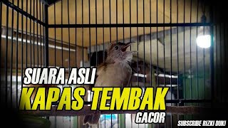 Download lagu SUARA ASLI KAPAS TEMBAK GACOR mp3