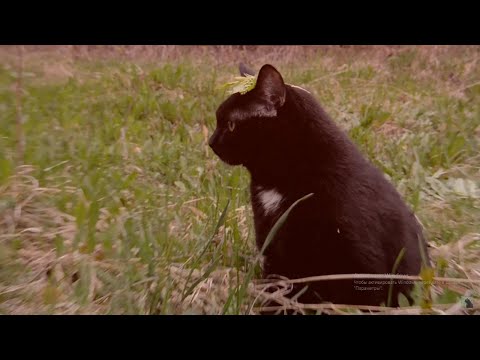 MARUV & Sickotoy - "Call 911" | Official Parody Teaser HD #5