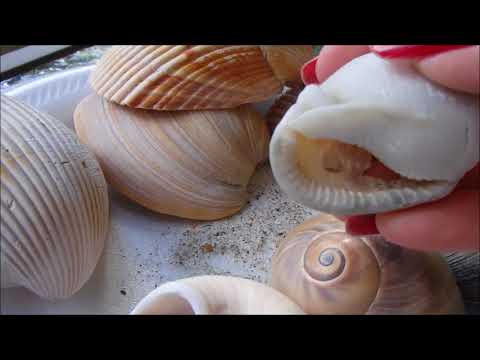image-Are there shells on North Carolina beaches?