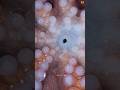 Scientific Discovery Of Octopus Origin Shorts