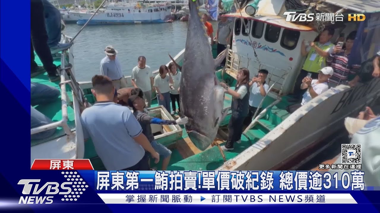單價破紀錄!屏東第一鮪拍賣 總價逾310萬元