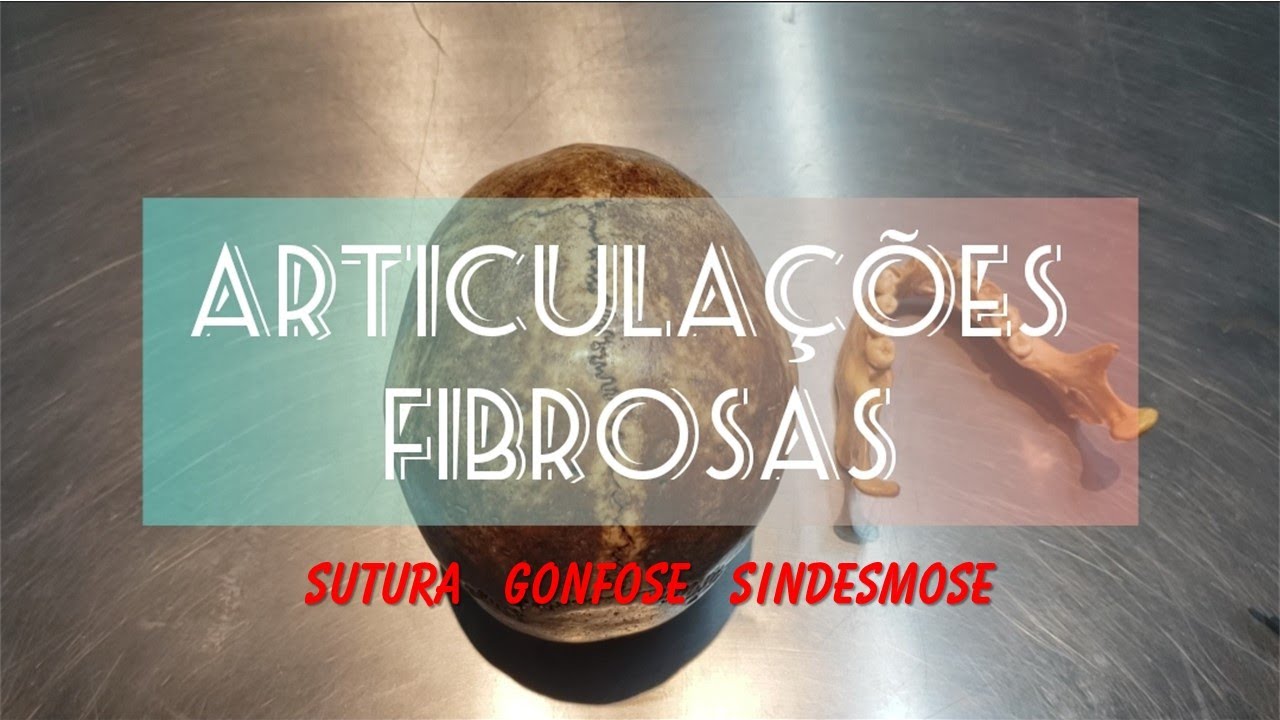 ARTICULAÇÃO FIBROSA: Aula prática sobre os tipos de articulação fibrosa