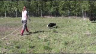 preview picture of video 'Border Collie Mahti herding for the first time'