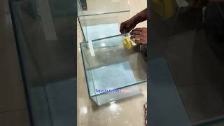 Download lagu How to Craft a Beautiful DIY Aquarium at home #diy #fishtank #aquarium mp3