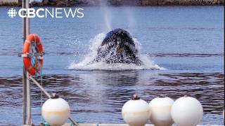 Early arrival? It's a whale of a time in Holyrood