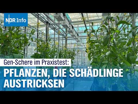 Video Thumbnail: Neue Gentechnik in der EU: Hoffnung trifft Kritik | NDR Info