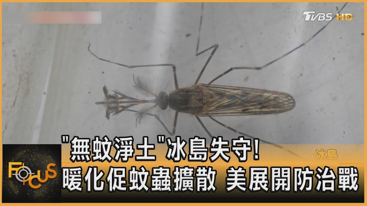 「無蚊淨土」冰島失守!暖化促蚊蟲擴散 美展開防治戰