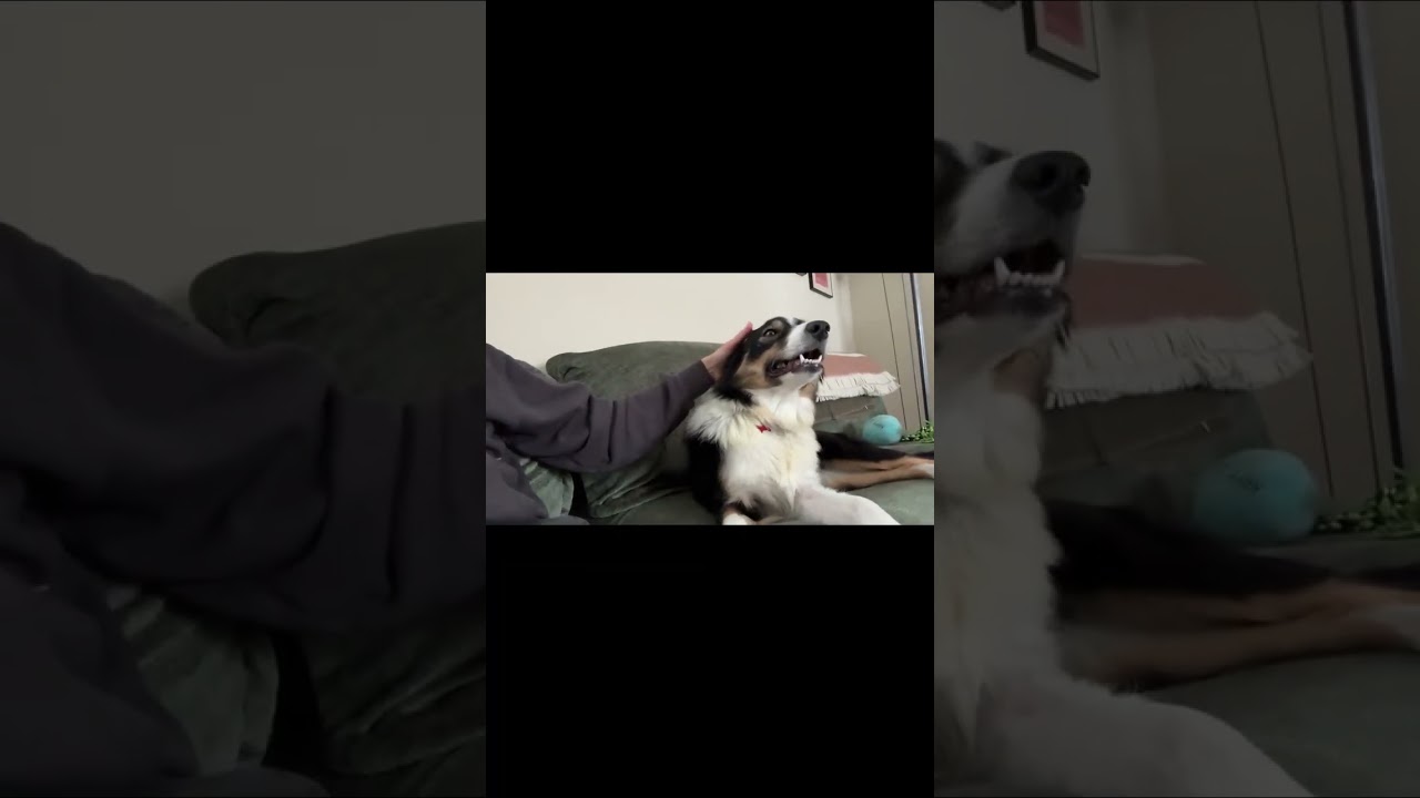 Enlarge Pip - adopted!, an adopted Border Collie in Minneapolis, MN video 6/6