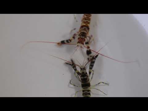 Pistol shrimp fight in a bowl.