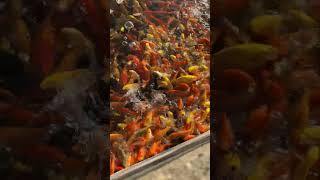 Download lagu HOW TO CATCH A FISH mp3