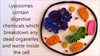 Cell organelles & their functions