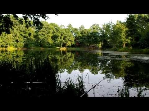 Das Öl des Eukalyptus der Eigenschaft und die Anwendung bei der Schuppenflechte Das verbreitete wahrhafte Ekzem die Behandlung