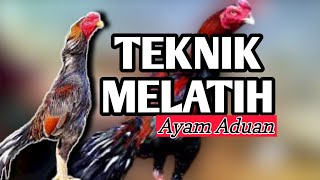 Download lagu The latest Bangkok chicken training techniques 2025 || How to train and the benefits of training mp3