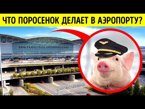 Почему на работу в аэропорт приняли свинью?