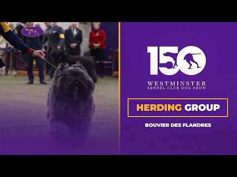 Bouviers des Flandres | Breed Judging 2026
