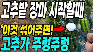 고추 장마 시작할때 이것 섞어주면 고추가 주렁주렁! 덜큰 고추 폭풍성장 대박!