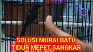 Download lagu SOLUSI MURAI BATU TIDUR MEPET SANGKAR... mp3