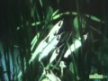 Classic Sesame Street Another Fish Film