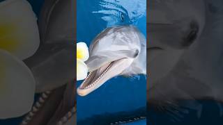 Download lagu Dolphins cute n Flower - Lumba lumba lucu #dolphin #funny #flowers mp3 Download lagu Dolphins cute n Flower - Lumba lumba lucu #dolphin #funny #flowers mp3