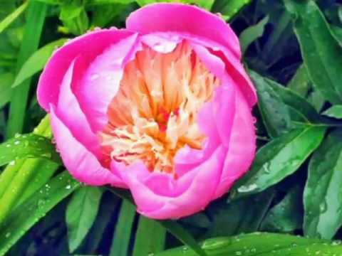 hasan zirak wargare balat bbynm baghdad 1956