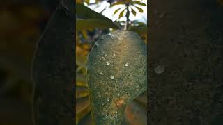 Download lagu Video Aesthetic Story Wa ll Cinematic 1 Menit #storywa #cinematic #statuswhatsapp #statuswa #fyp mp3