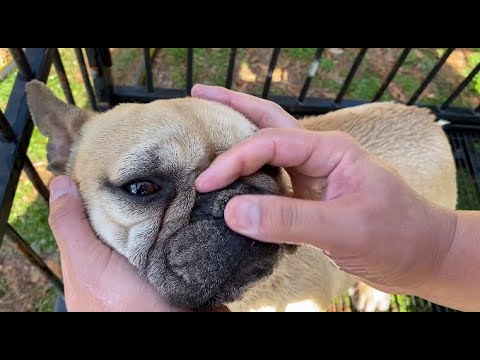 YouTube video about: Can you pierce a dog's nose?