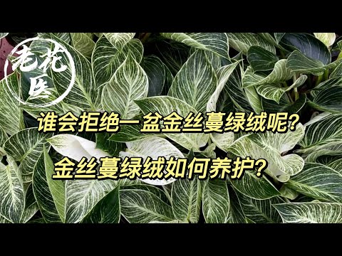 金鑽蔓綠絨風水