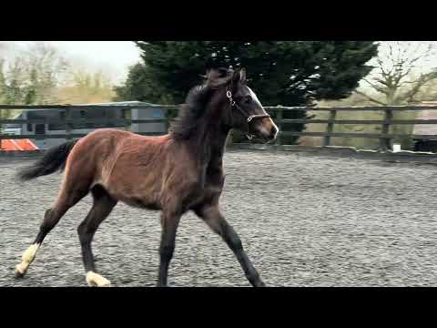 Ermitage Kalone x cornet Obolensky - Image 2