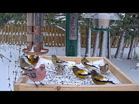 Heavy Snowfall Brings A Flurry Of Grosbeaks To The Ontario FeederWatch Cam | Nov. 7, 2025