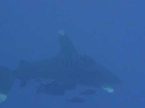 oceanic white tip Longimanus red sea egypt