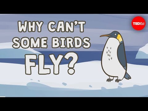 Proč někteří ptáci nelétají?