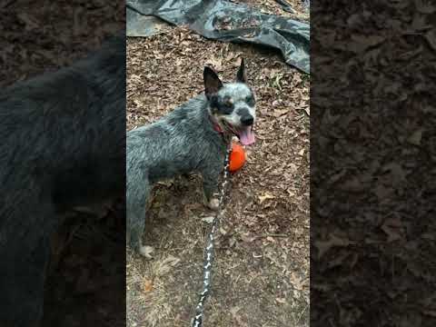 Forest, fun & friendly companion!, an adopted Australian Cattle Dog / Blue Heeler & Cattle Dog Mix in Peachtree Corners, GA_image-1