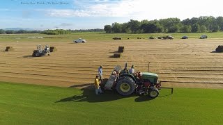 Green Thumb Farms Turfgrass