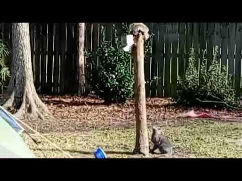 #short FeanX and his friends.