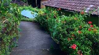 Ashoka Flower Plant in The Garden Along The Path