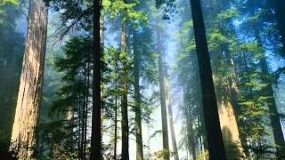 Montti-She's the sun (Optimize rmx)