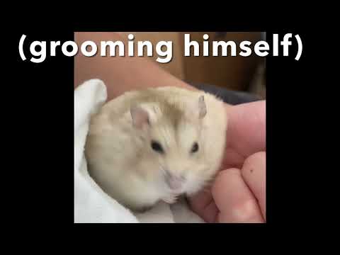 hammie boye adventures