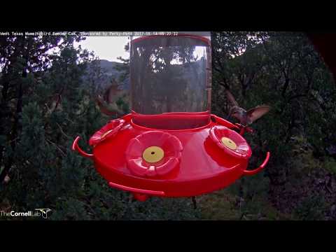 Hummers Fill the Feeder in West Texas – August 14, 2017