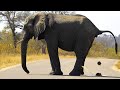 Animals Pooping Compilation Pt 1