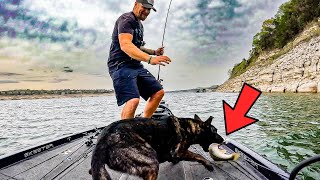 PURE CHAOS! Sunset Bass Fishing with my Dutch Shepherd Turns VIOLENT