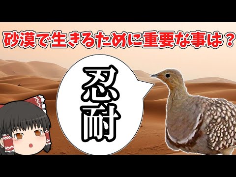 ネソエナス・マエリ