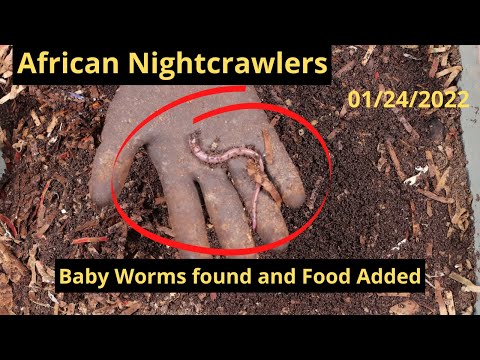 African Nightcrawlers - Food Added & Babies found 01/24/2022