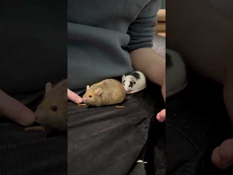 Chica & Lola, an adopted Mouse in ALBANY, NY_image-1