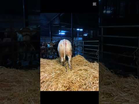 5 PEDIGREE CHAROLAIS HEIFERS - Image 2