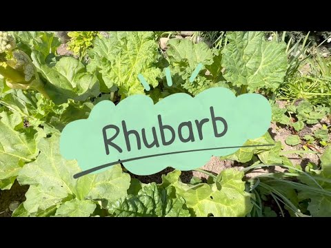 „Gartenfreude: Rhabarber & Kirschblüten – Frühlingserwachen im Beet“