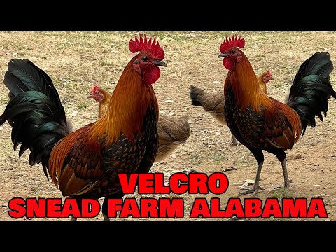 Beautiful Red and Black Velcro - Snead Farm Alabama | Farm Visit