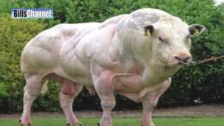 WORLD'S SCARIEST BULLS