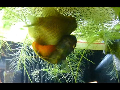 Watch Video on YouTube