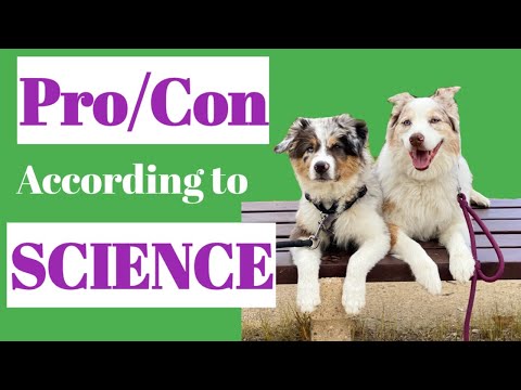 ドッグパークは安全ですか? – あなたの犬にとってそれは良い考えですか (科学によると)